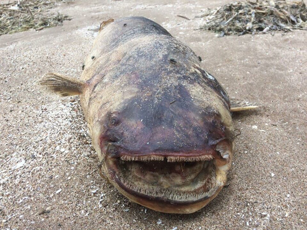 Белуга рыба