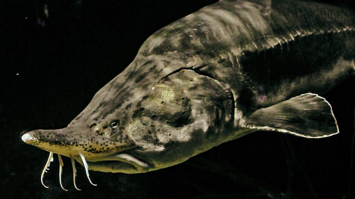 Осетр Белуга