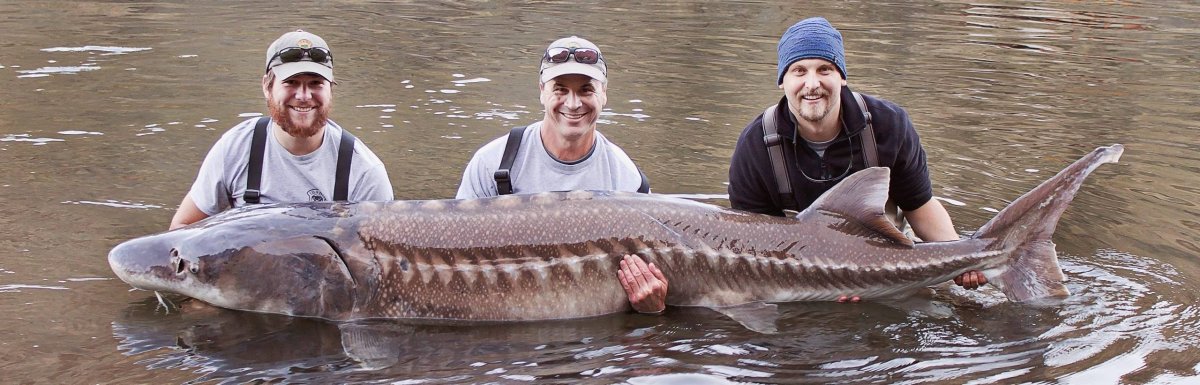 Самая большая Белуга в Каспийском море