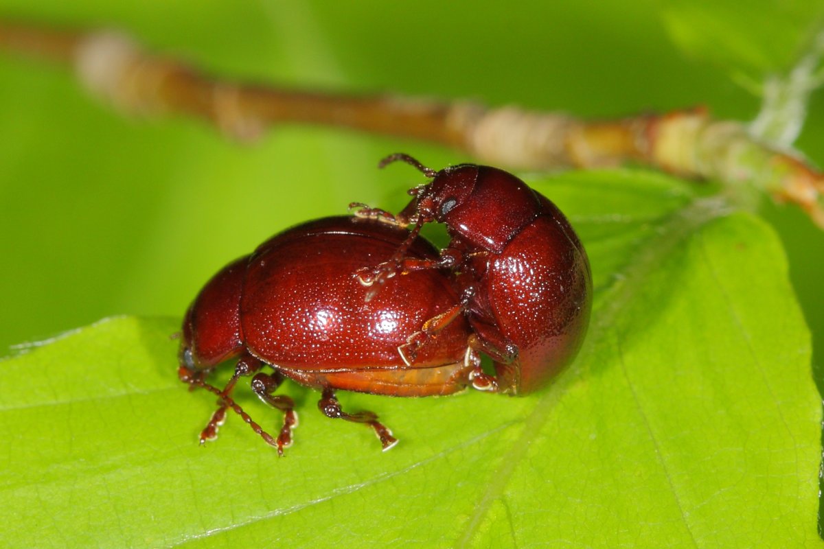 Листоед Тополевый