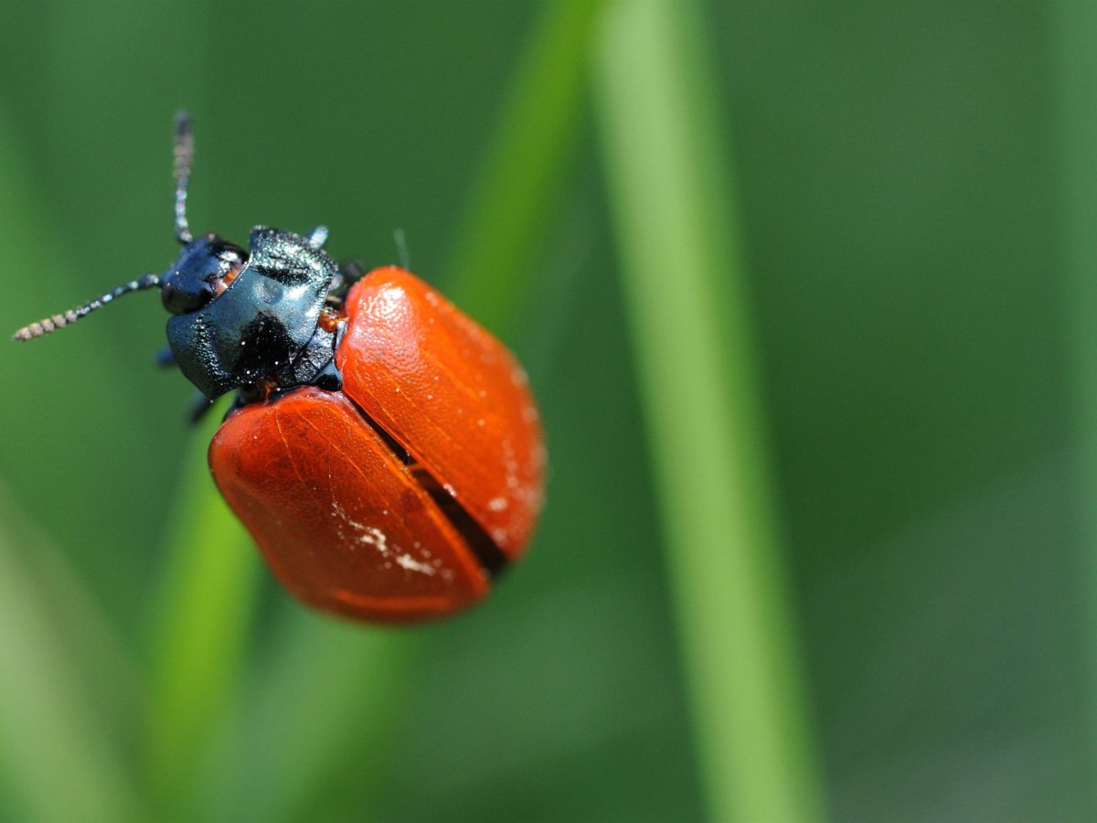 Красно зеленый Жук