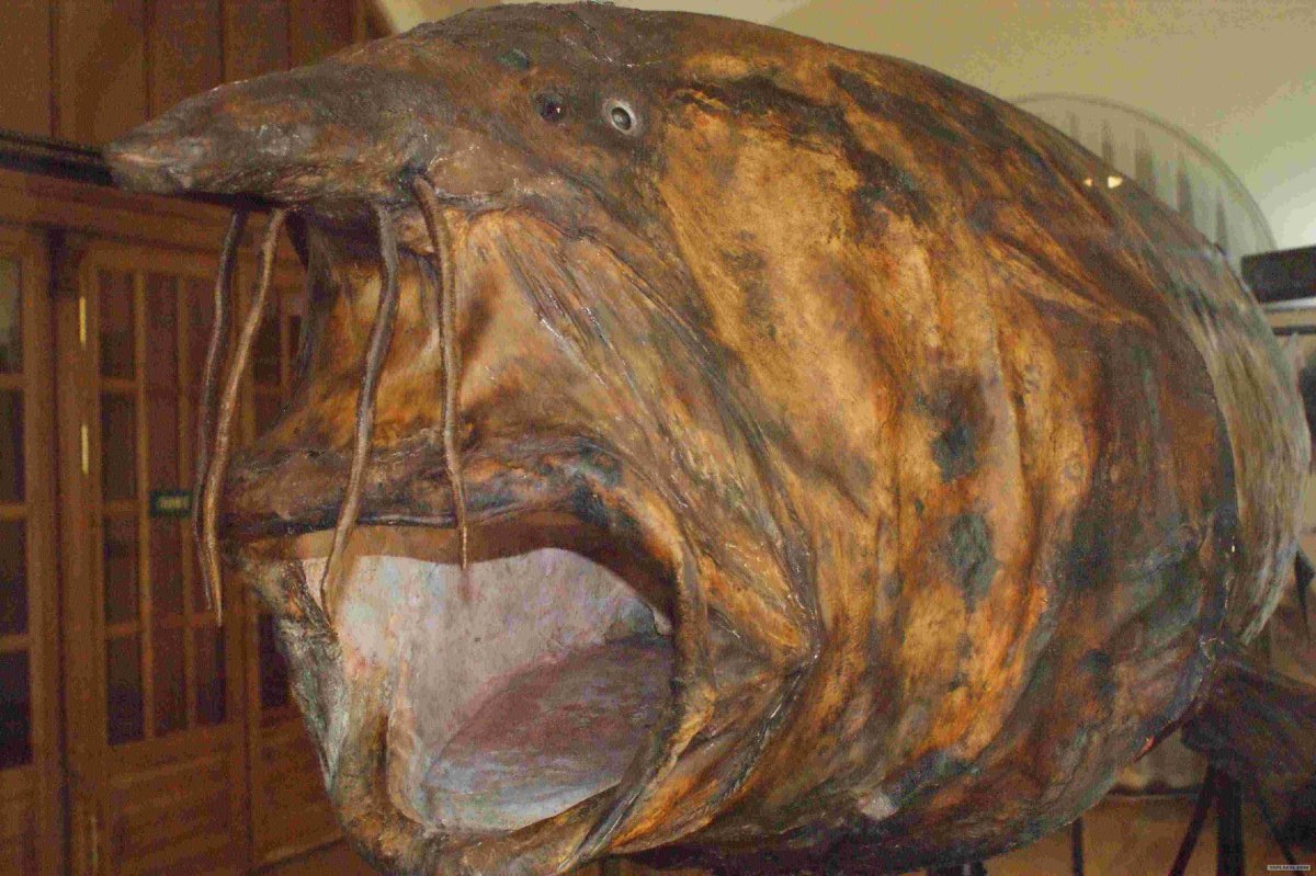 Белуга в Волге 1924 самая большая