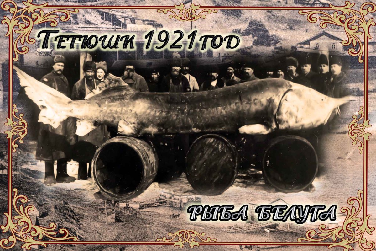 Осетр Белуга севрюга