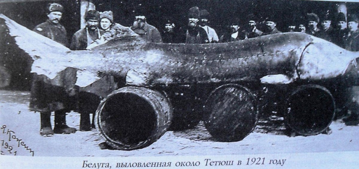 Волжская рыба Белуга