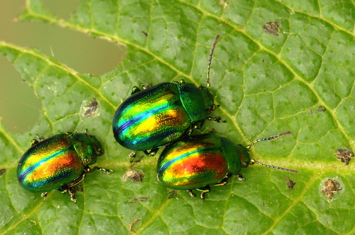 Длинный коричневый Жук с крыльями