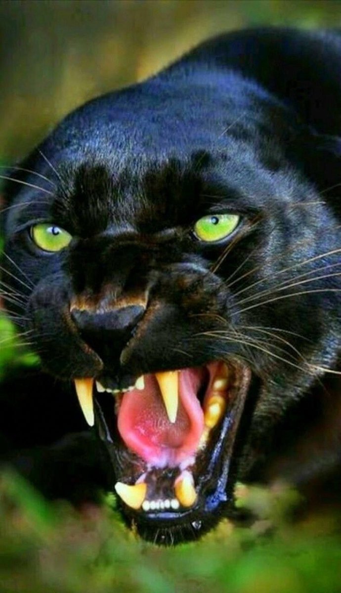 Мейн кун Ашера