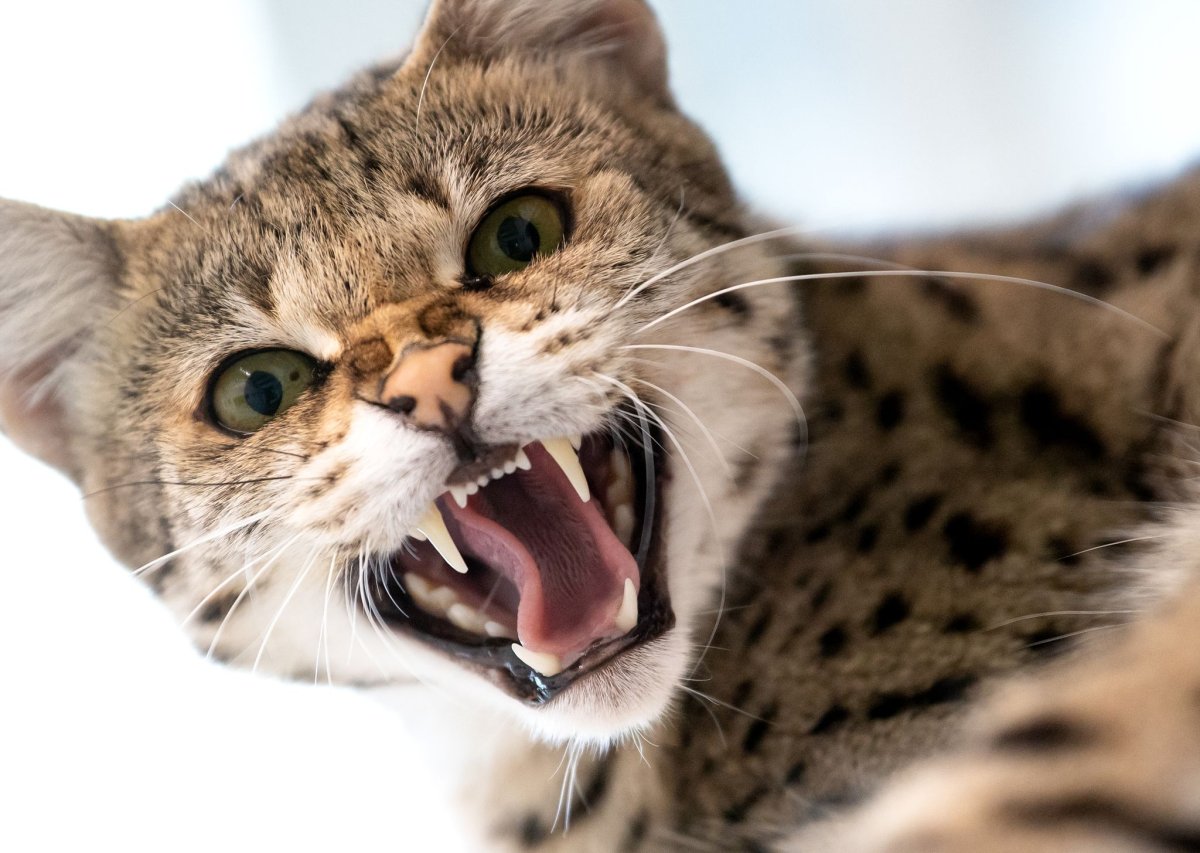 Самые опасные породы кошек