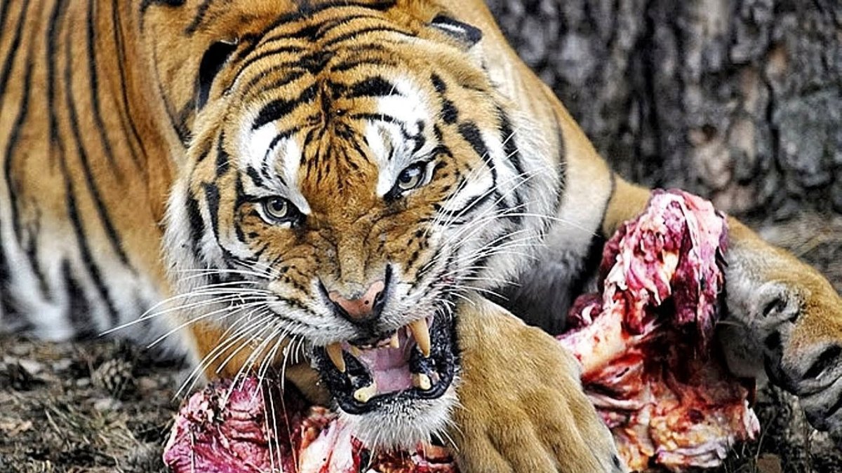 Селфи кота на фоне собак