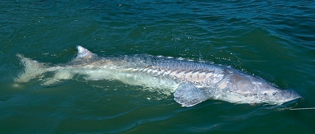 Тетюши Белуга 1921