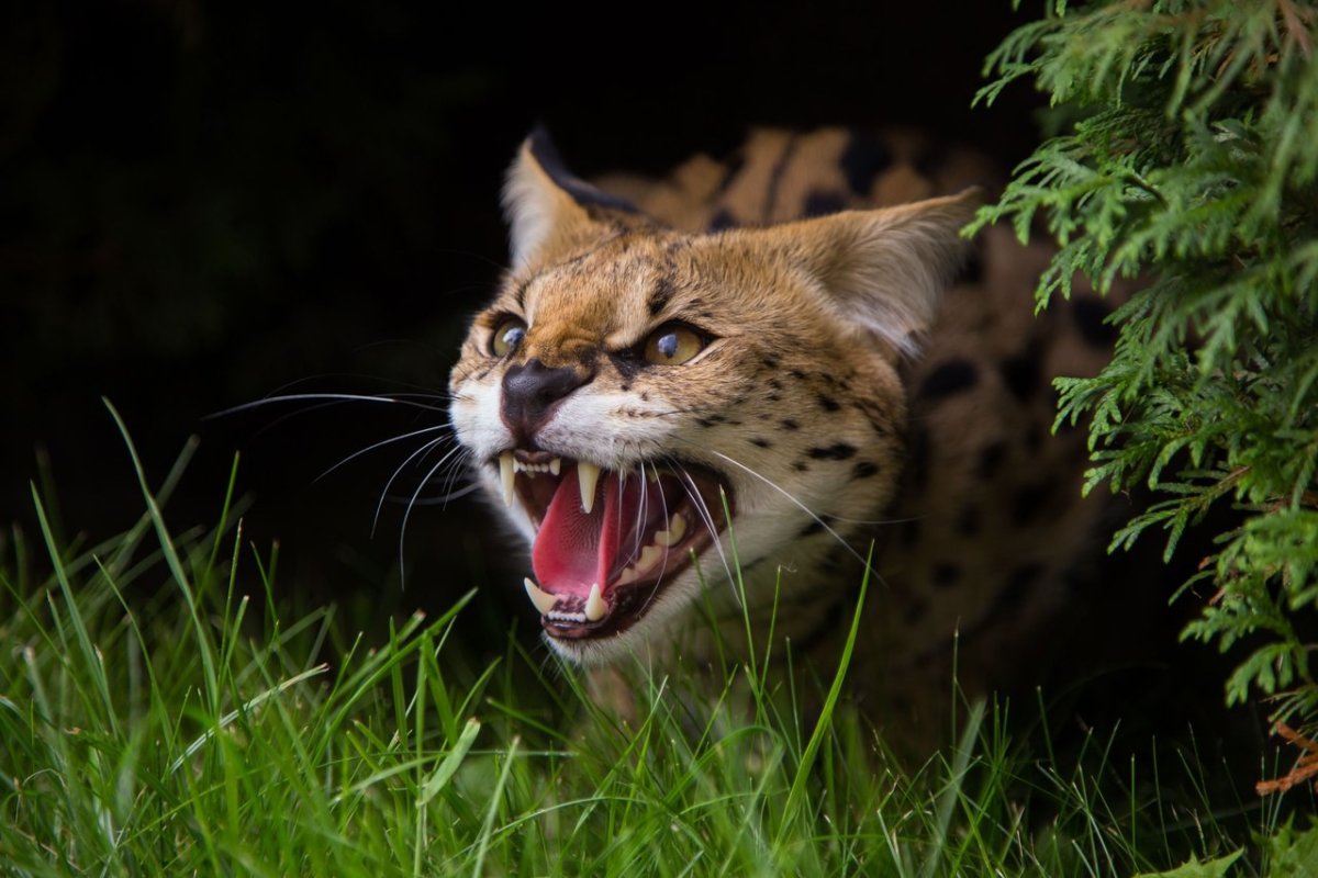 Сервал злой