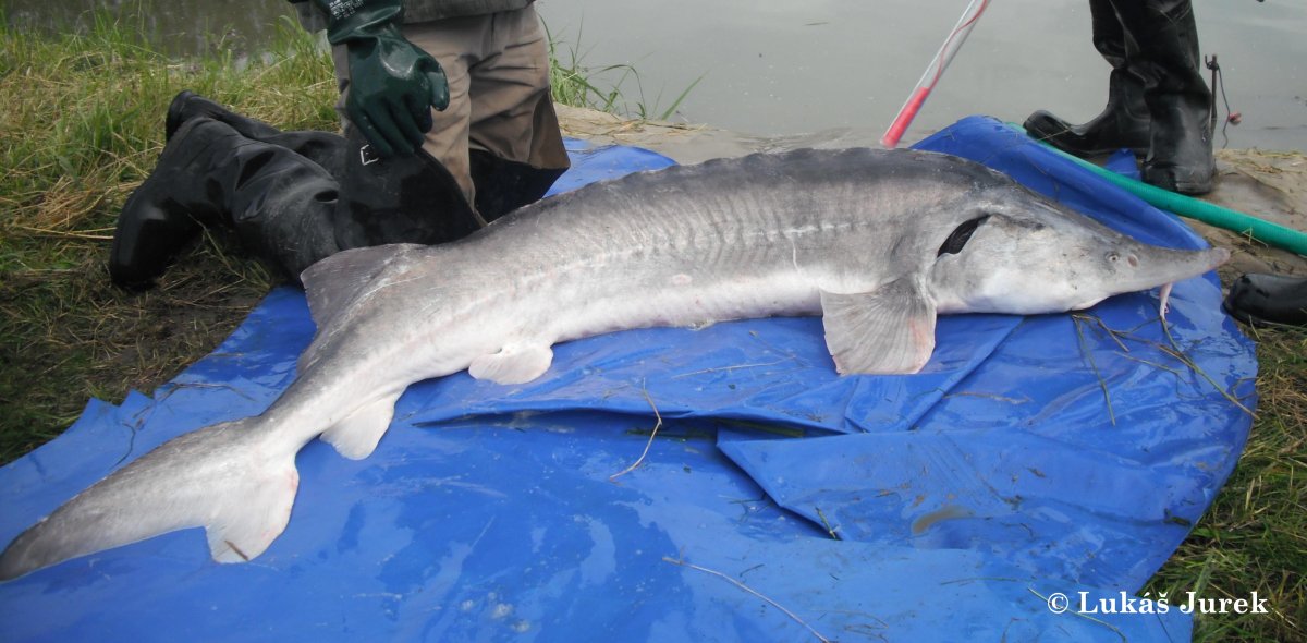 Белуга Черноморская