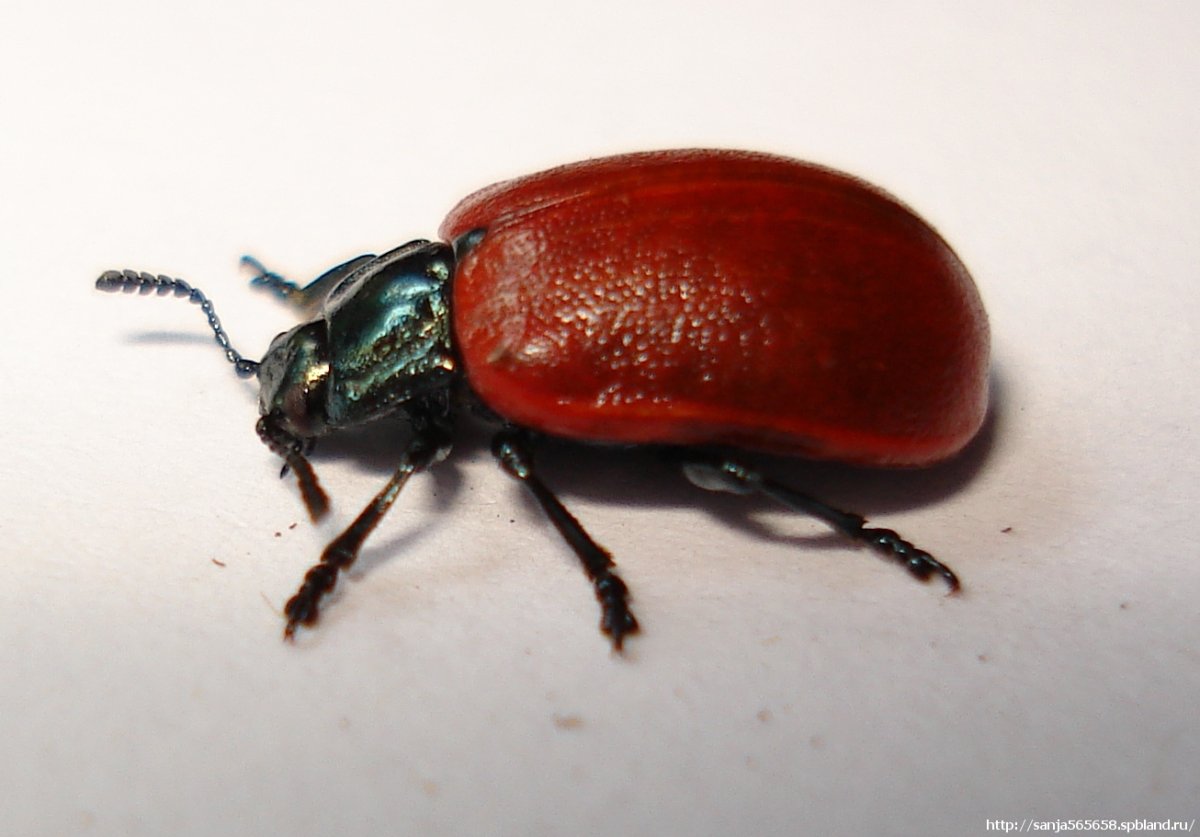 Жуки листоеды Chrysomelidae трещалка