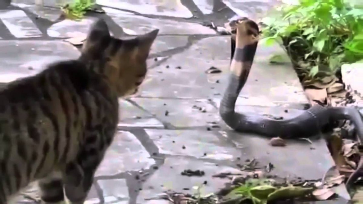 Морщинистый канадский сфинкс