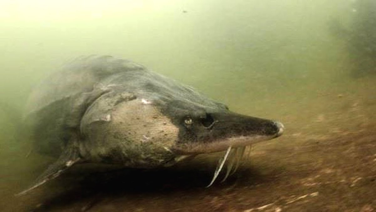 Белуга в Азовском море в 1921