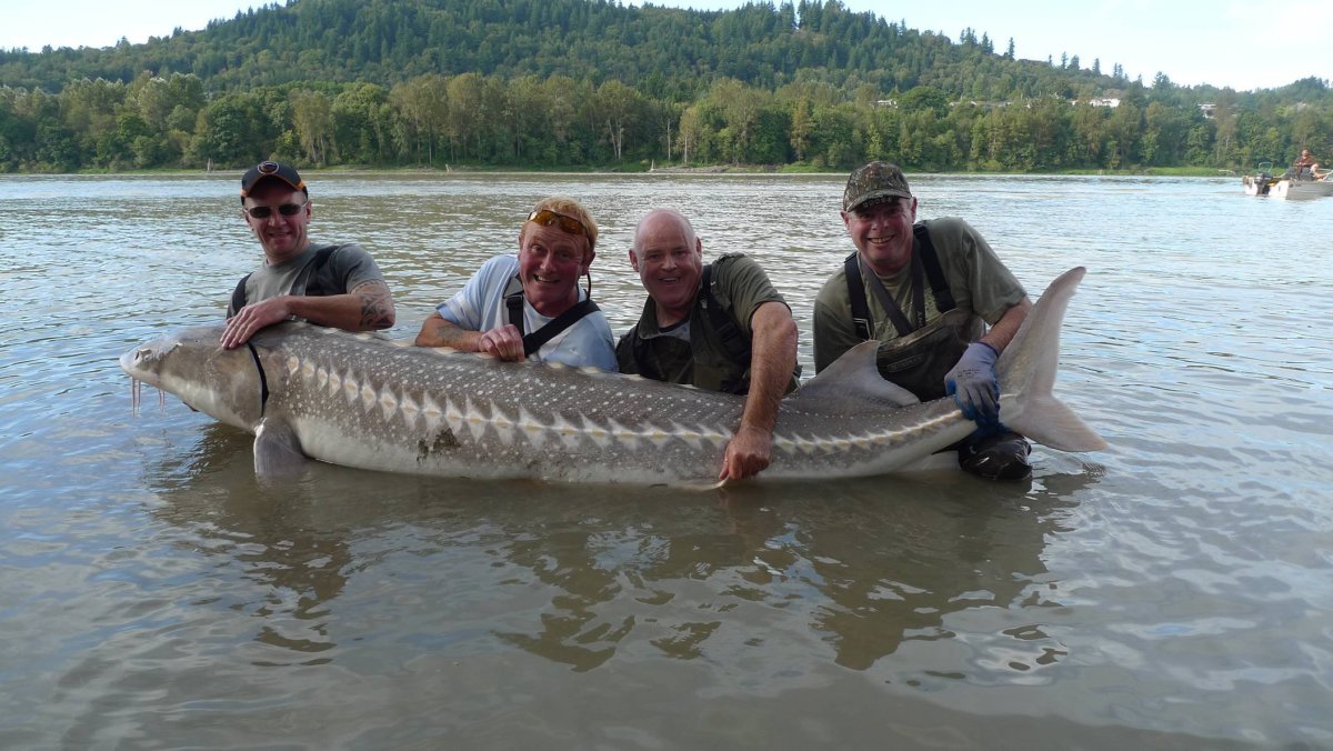 Белуга 500кг 1956 год Азовское море