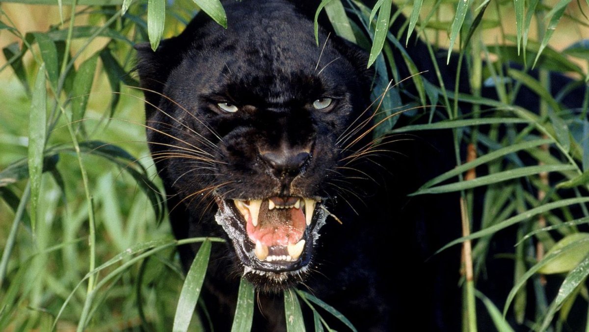 Пантера в норе