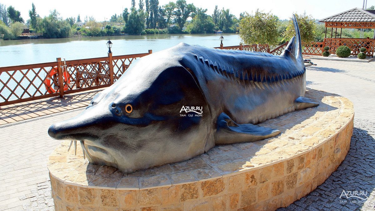 Белуга Huso Huso