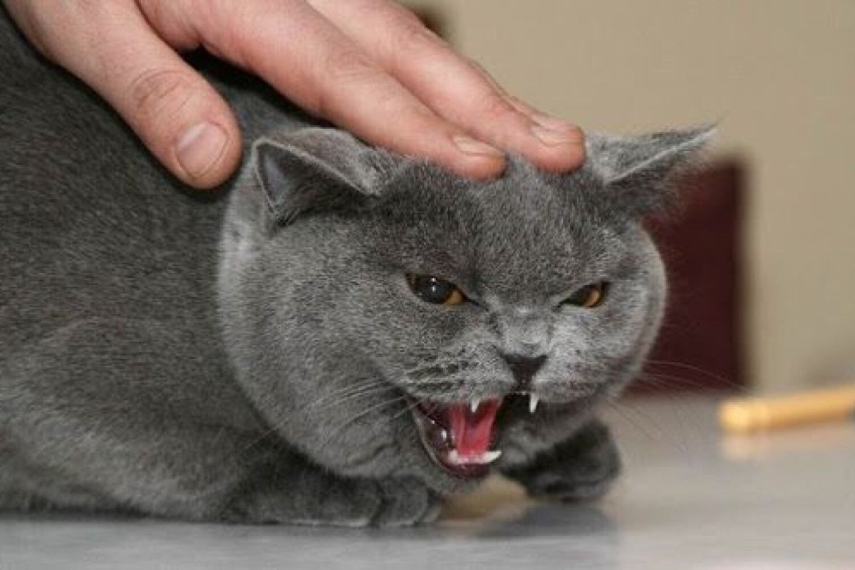 Самая гигантская кошка на земле