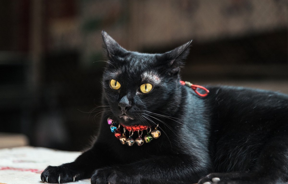 Кошка с добычей в зубах