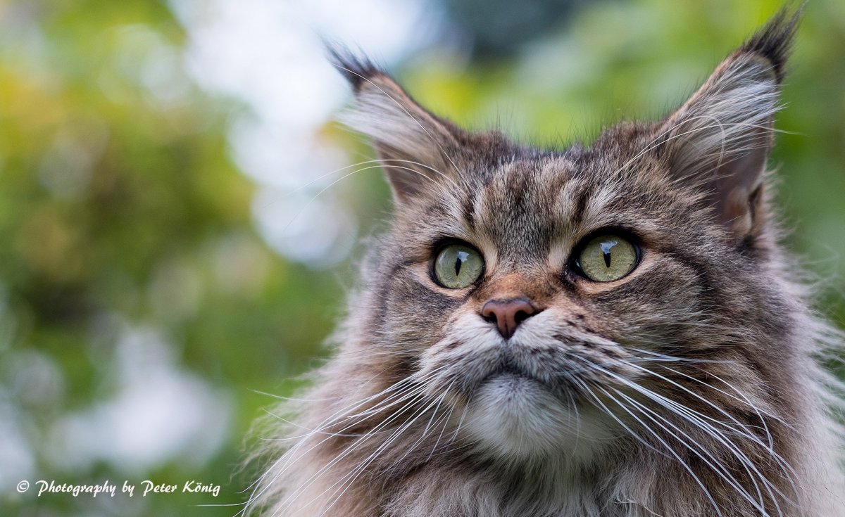 Черная Пума Багира