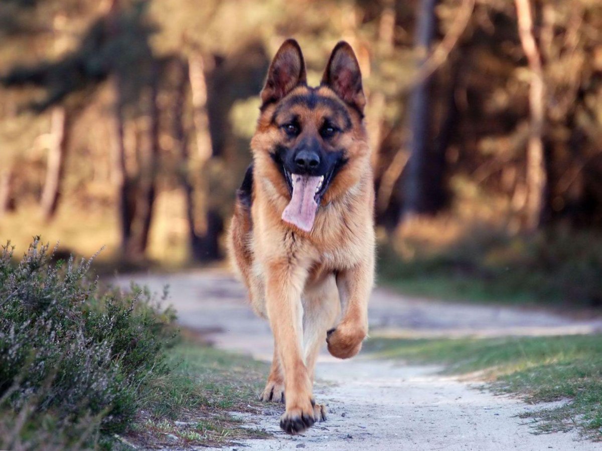Немецкая овчарка фото