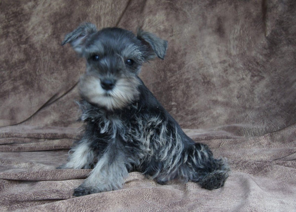 Кокер микро шнауцер