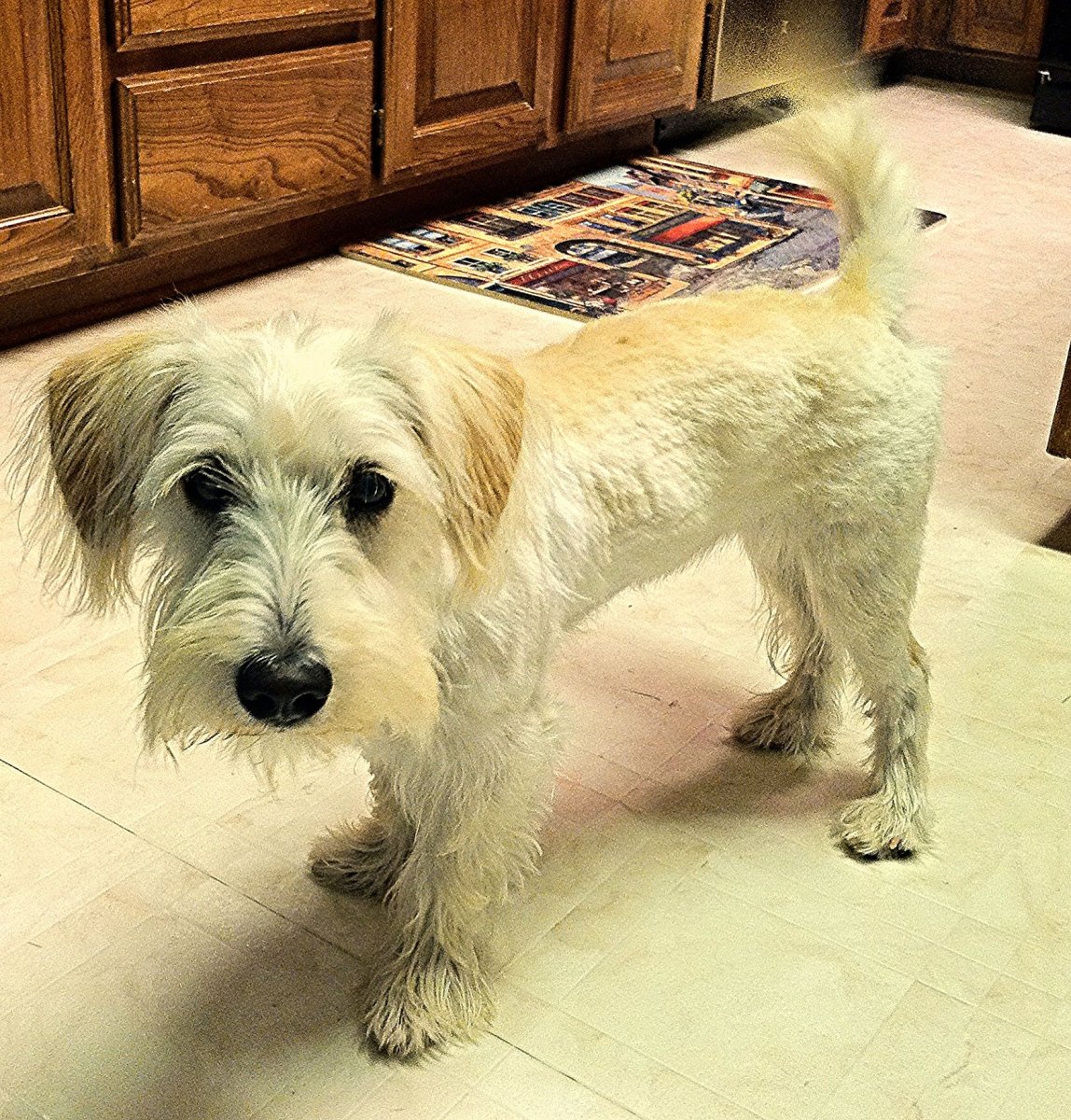 Цвергшнауцер щенки