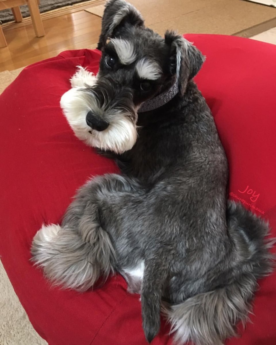 Цвергшнауцер грумминг