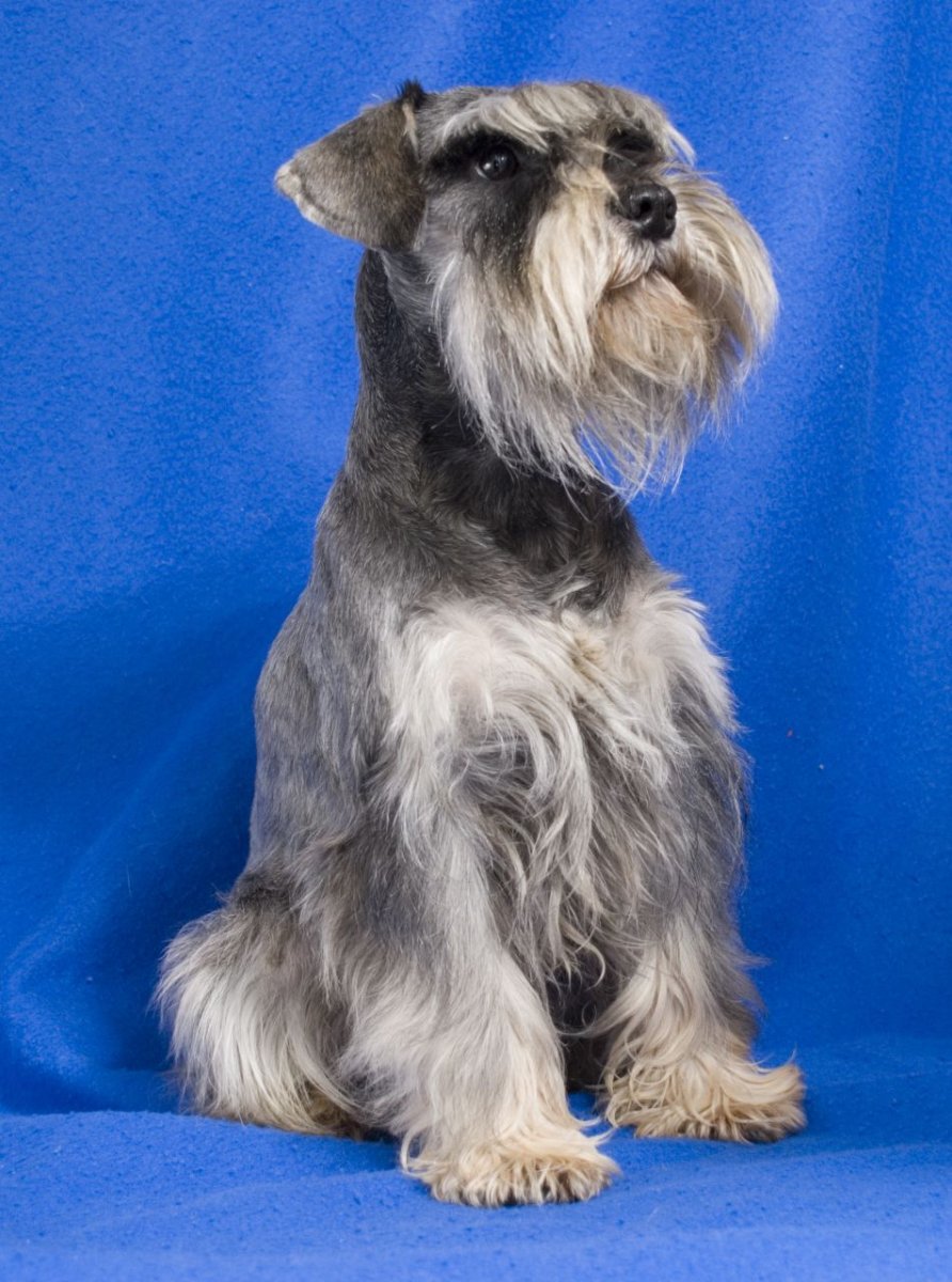 Кокер микро шнауцер