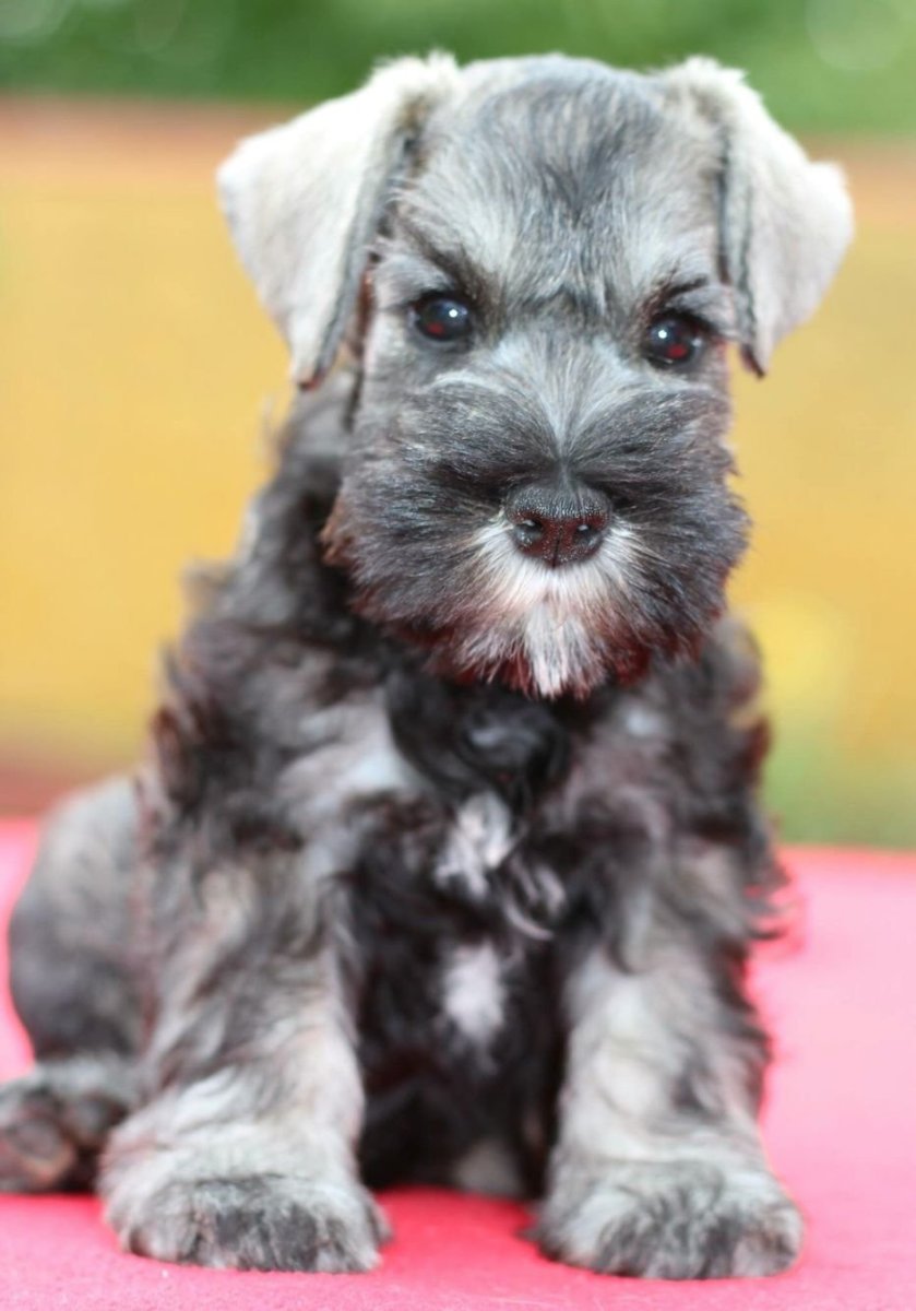 Коко микро шнауцер