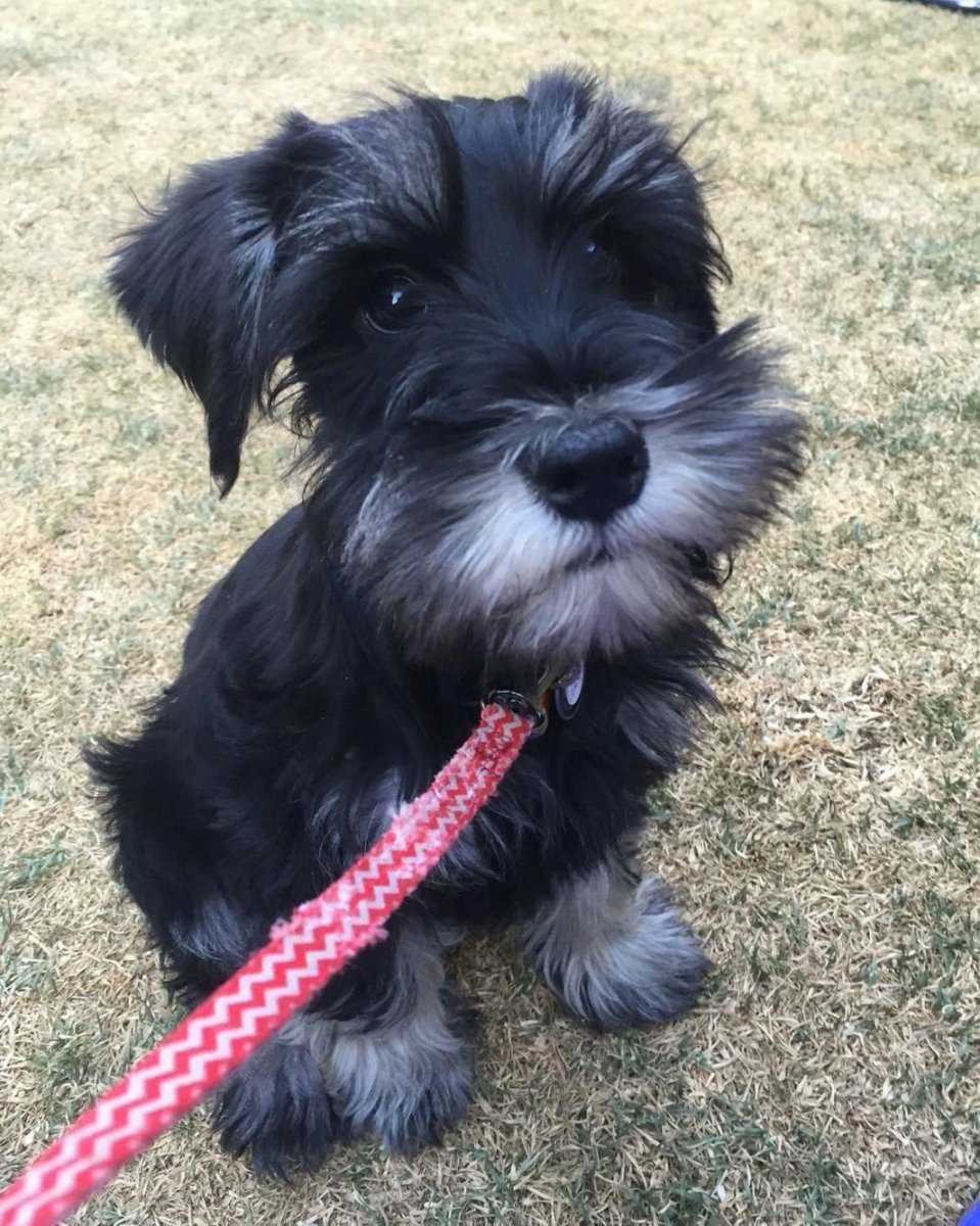 Кокер шнауцер