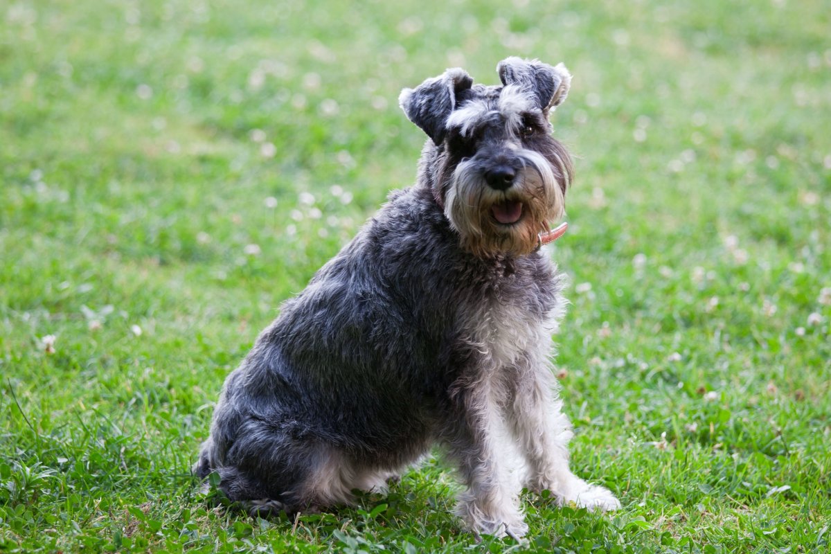 Микро шнауцер