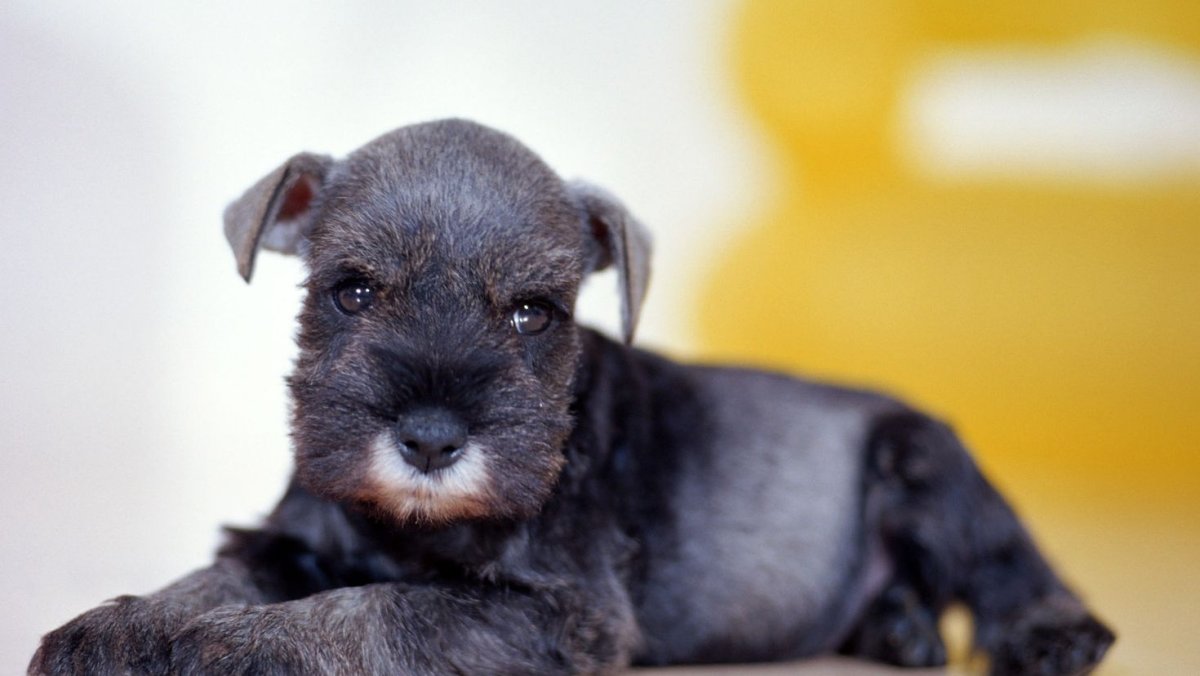 Цвергшнауцер стрижка морды