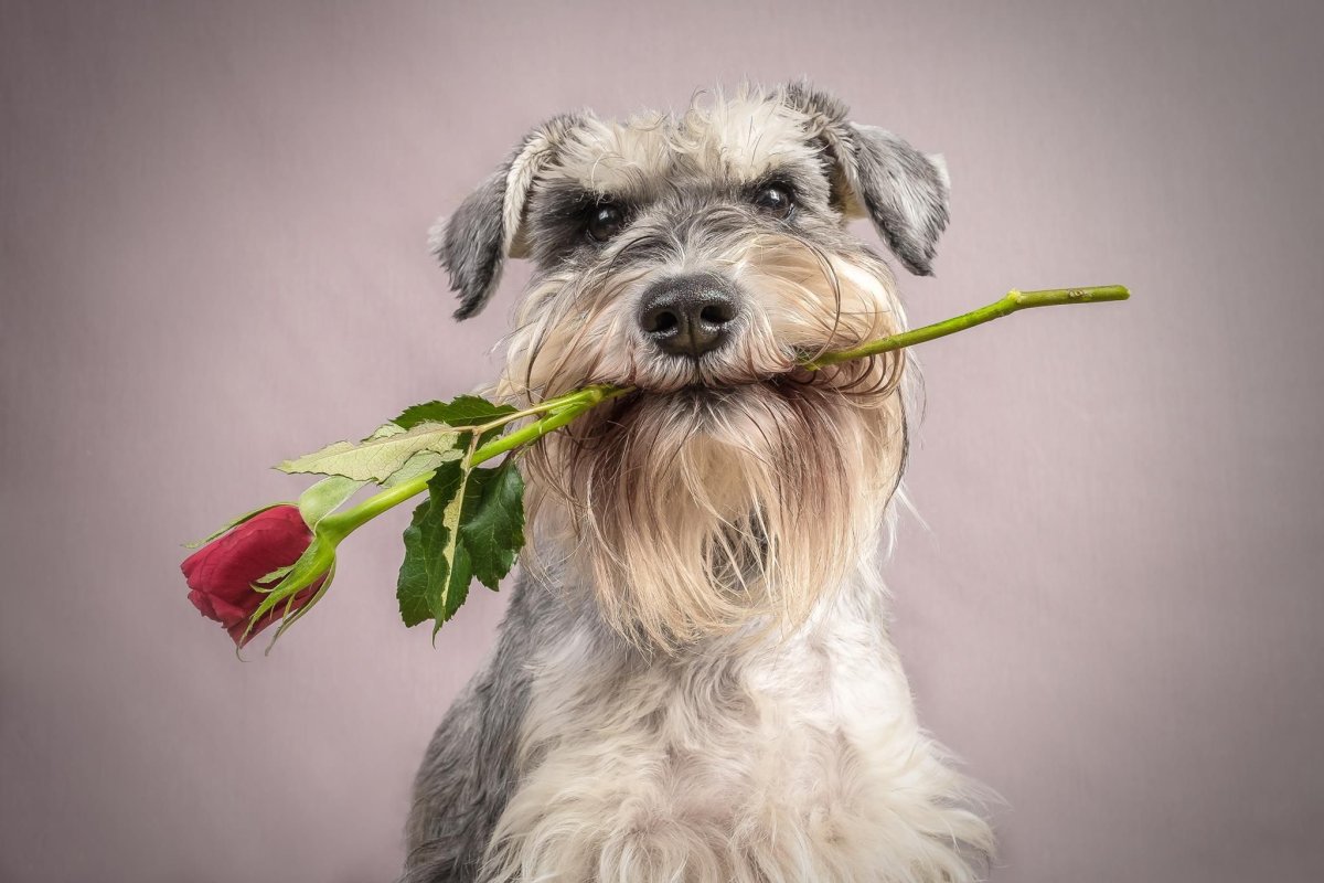 День Святого Валентина шнауцер