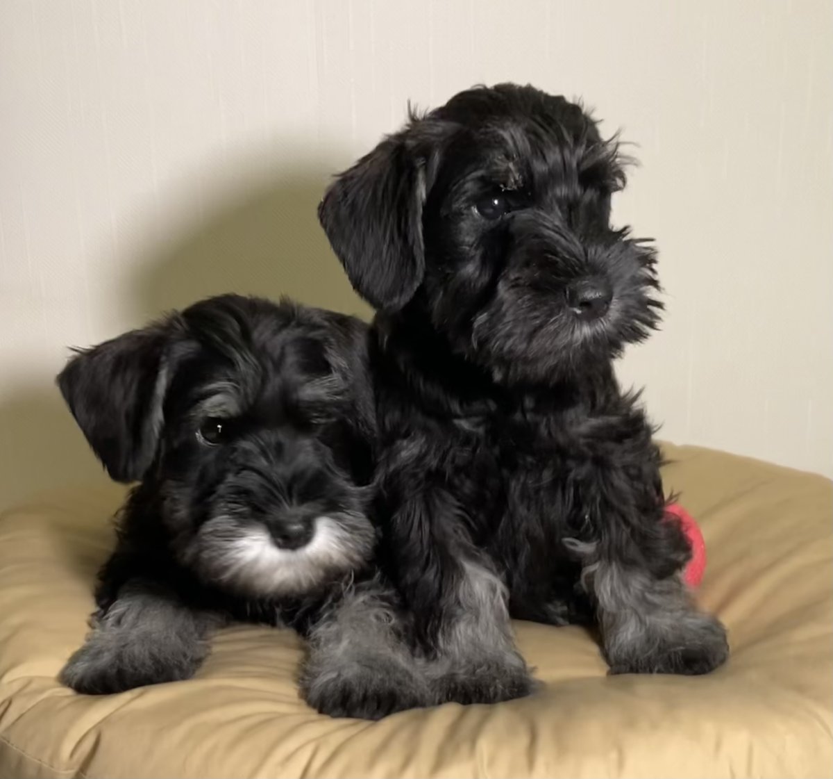 Кокер микро шнауцер щенки