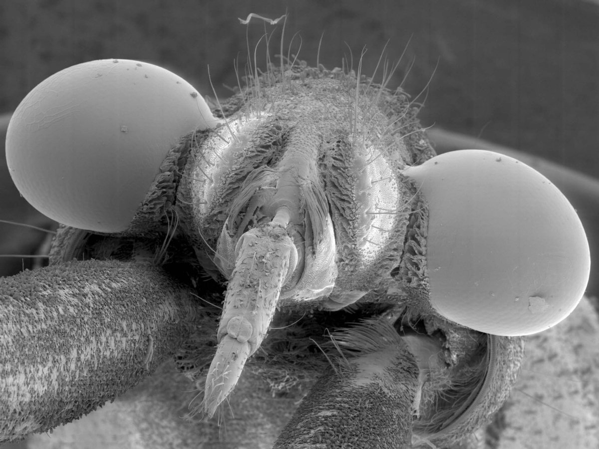 Фасеточные глаза у Жуков