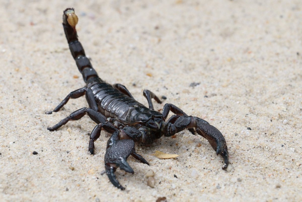 Итальянский Скорпион Euscorpius italicus