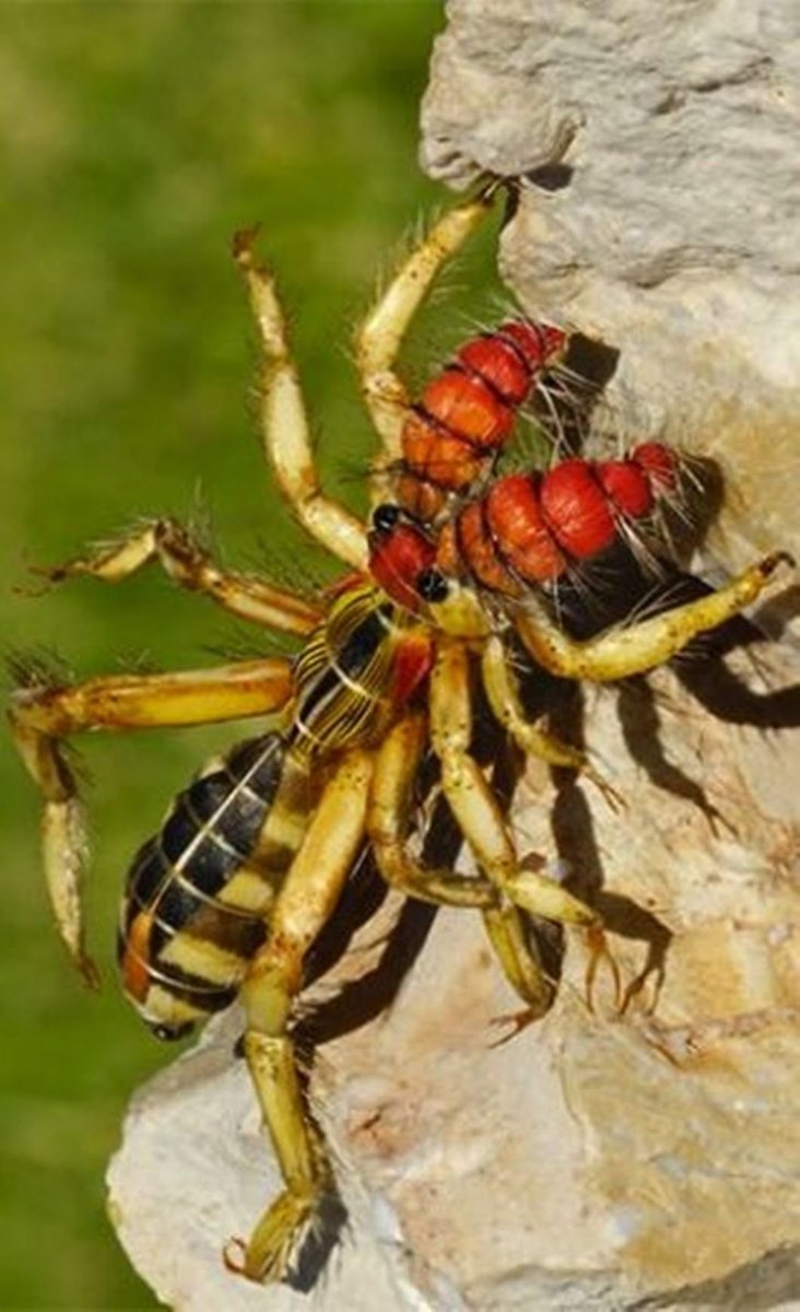 Гибрид паука и скорпиона