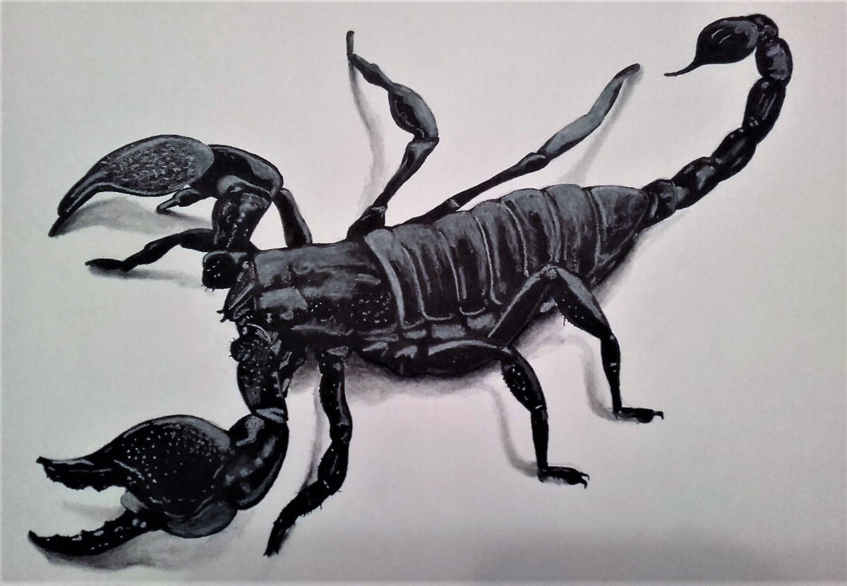 Скорпион декупаж