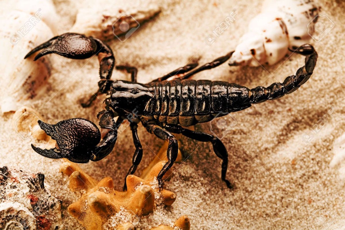 Скорпионий яд