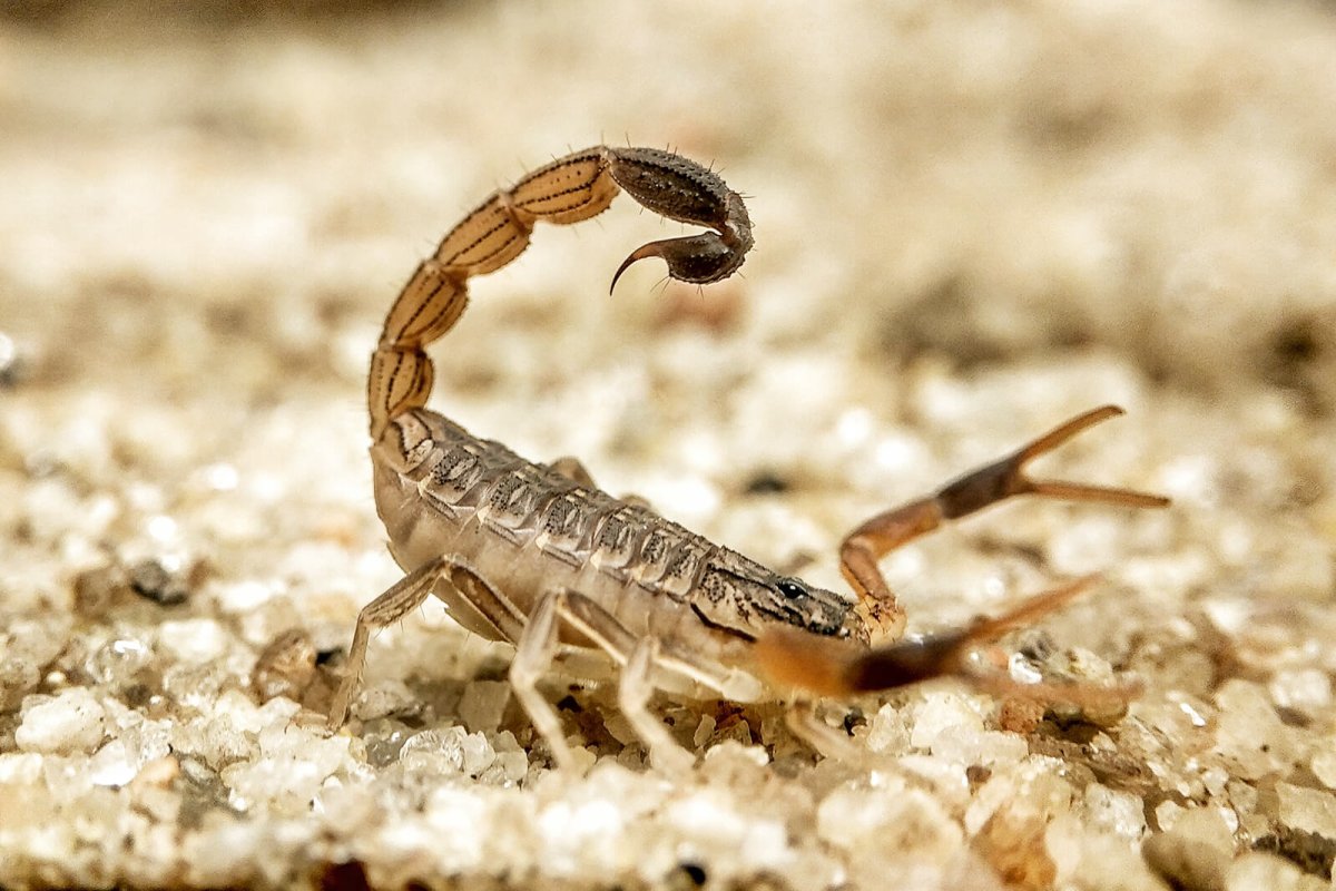 Пандинус Император