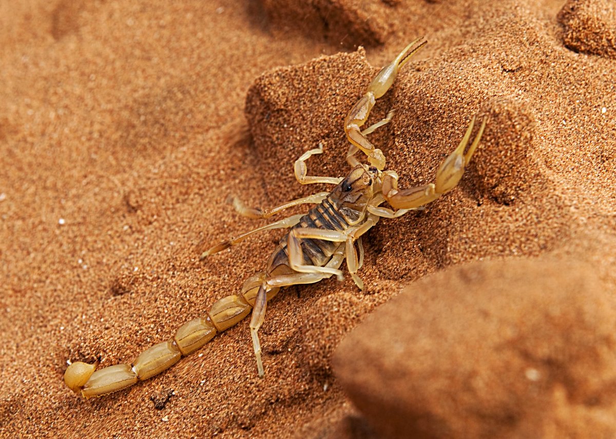 Скорпион жалит сам себя