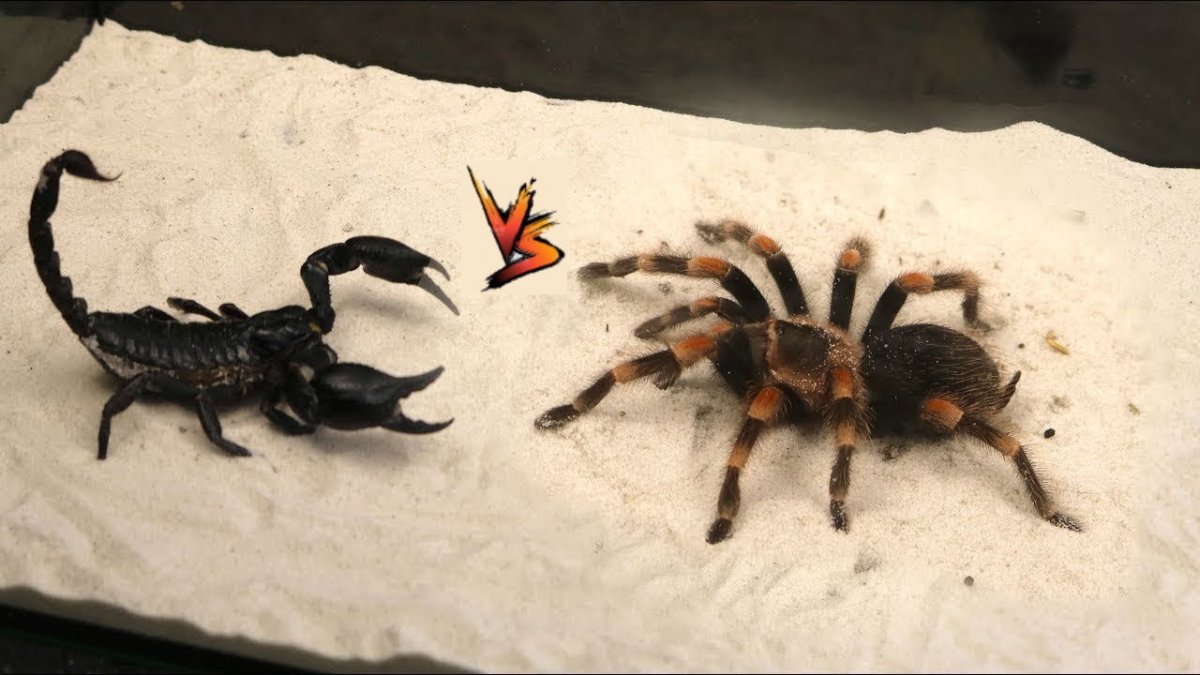 Скорпион против паука тарантула