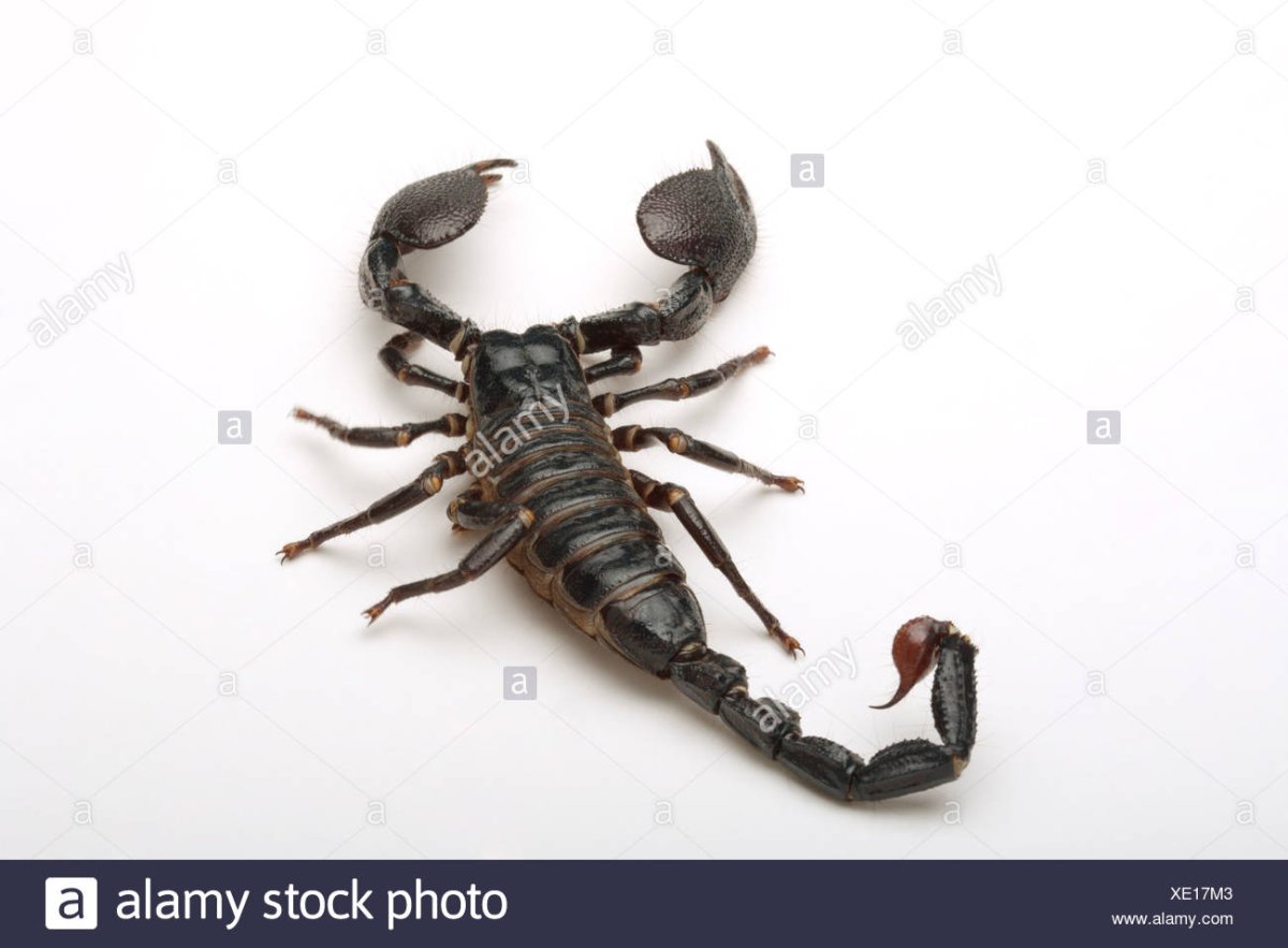 Mesobuthus martensii Скорпион