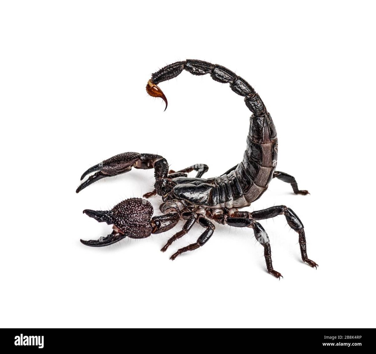 Жало скорпиона