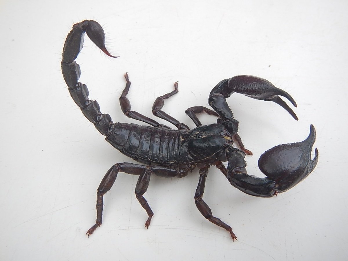 Скорпионы паукообразные