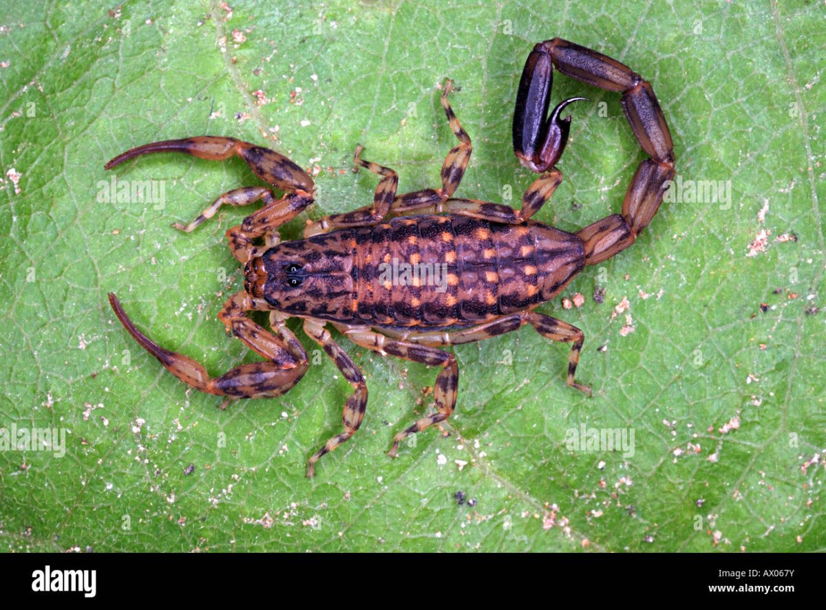 Marbled Scorpion