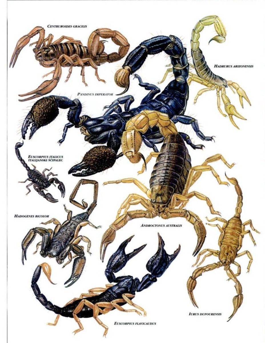 Похож на скорпиона