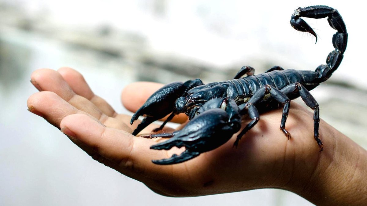 Большой Скорпион