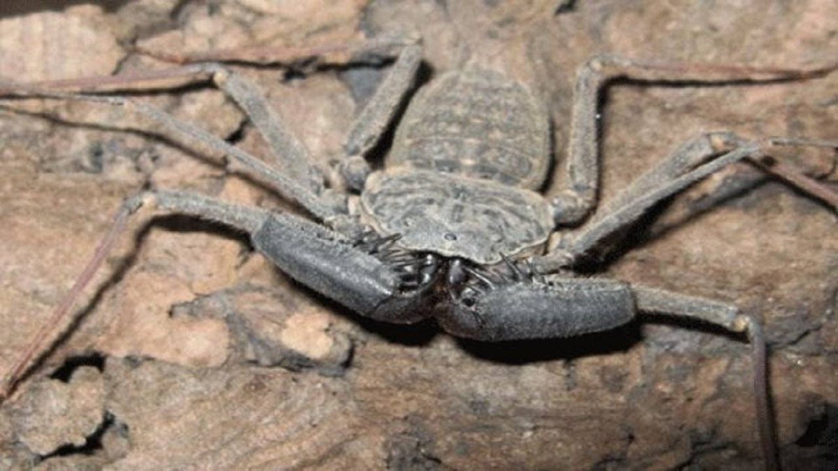 Пауки Смертоносцы мир пауков